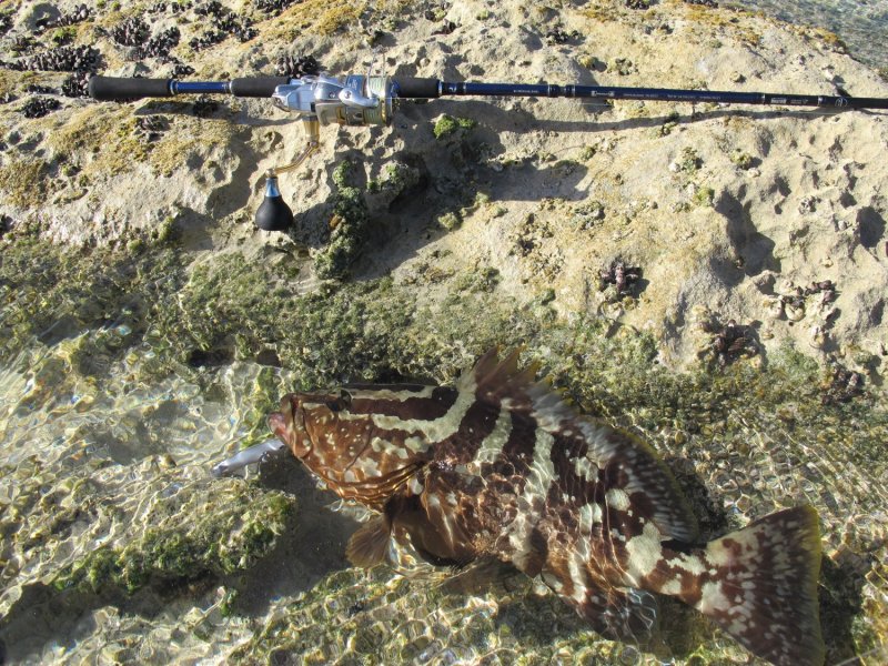 Nassau grouper in the Bahamas