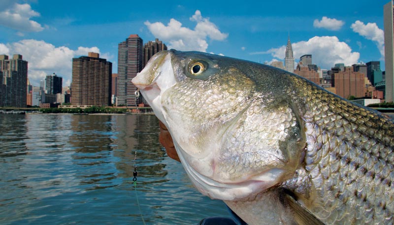nyc-stripers-main.jpg