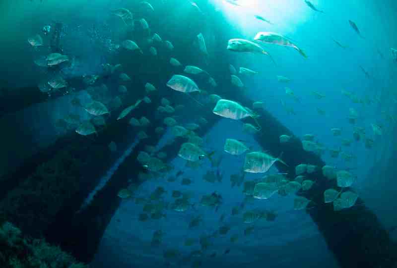 A school of lookdowns call Gulf oil rig home