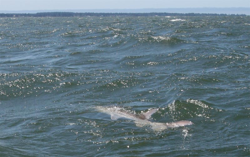 oregon sturgeon_04.jpg