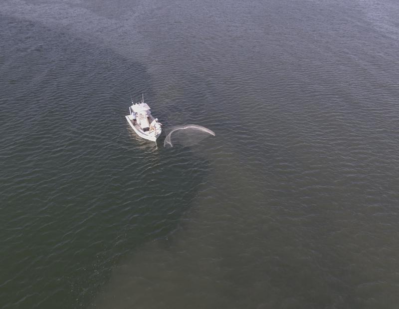 Drones and fishing -- castnetting bait fish
