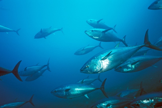 Pacific Bluefin Tuna Tighter Limits Loom for Pacific Bluefin Tuna