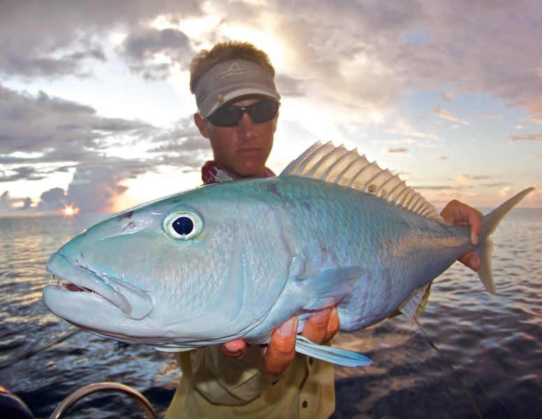 jobfish