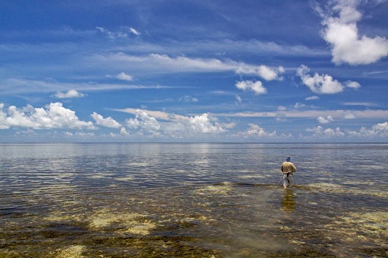Seychelles tailing fish