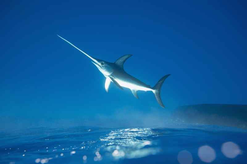Swordfish appears to soar over water