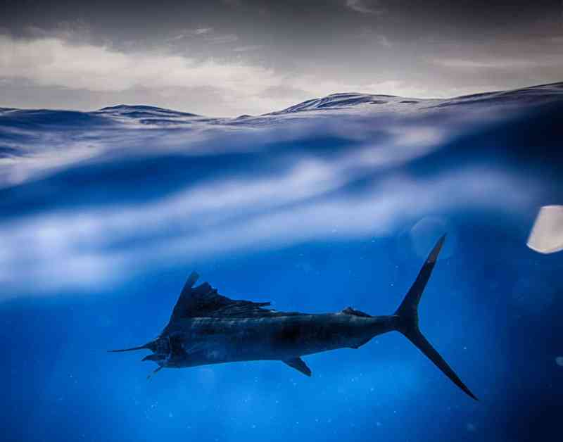 Sailfish swims away from photographer