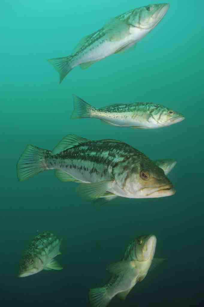 Strange Fishes from the Deep - Kelp Bass