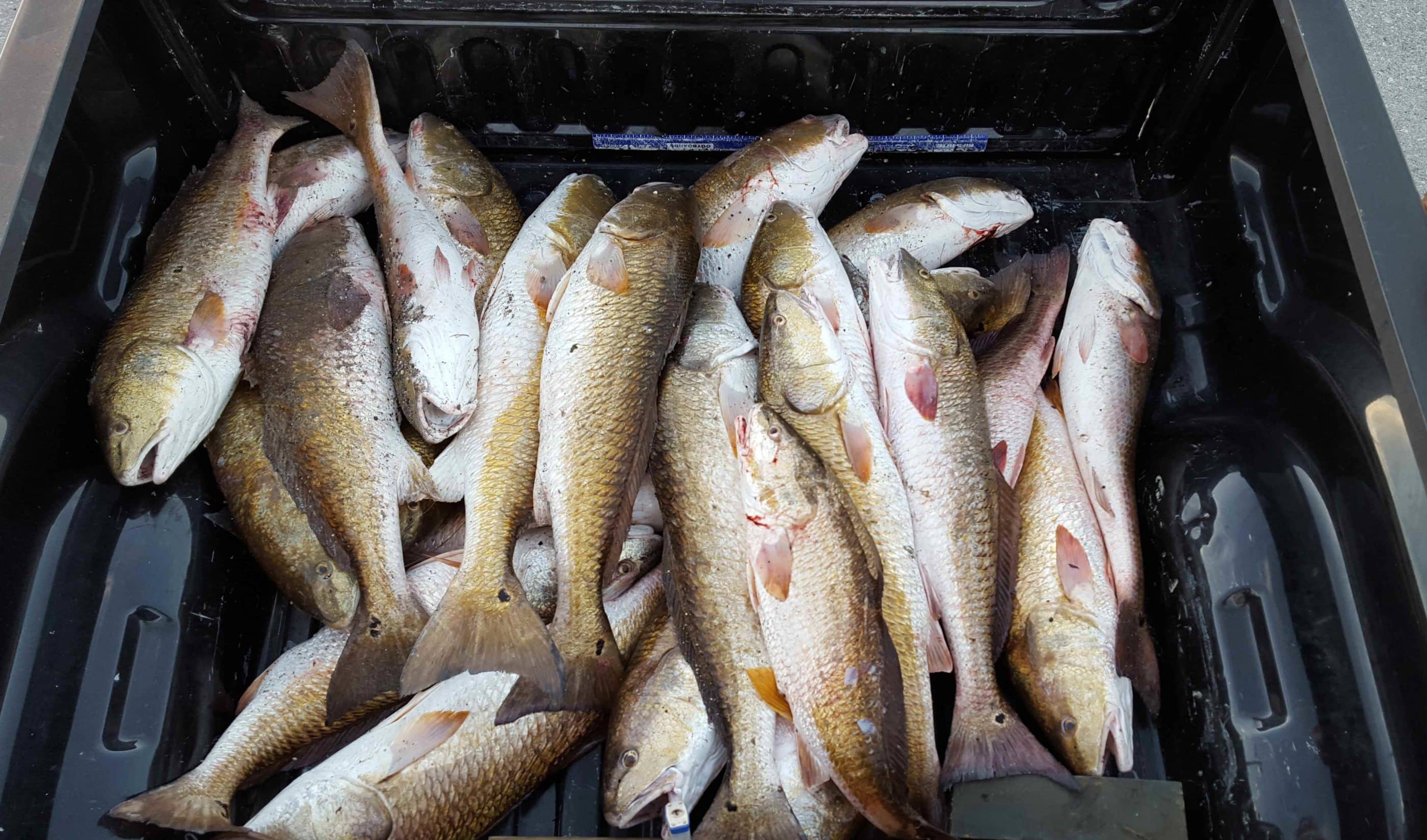 Red Fish Limit Three Men Caught With 21 Redfish Over the Limit | Sport Fishing Mag