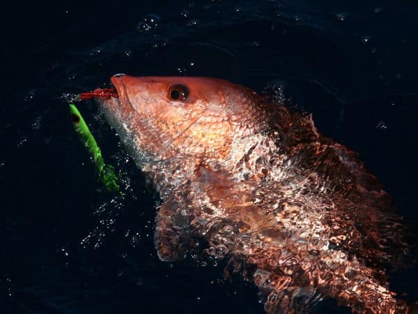 red snapper caught fishing Gulf of Mexico season