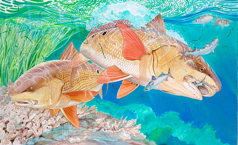 Guy Harvey painting red bulls