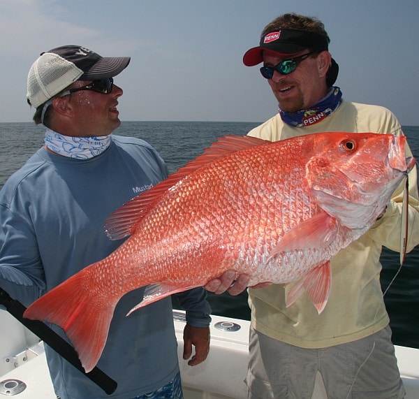 Gulf of Mexico red snapper Gulf of Mexico red snapper