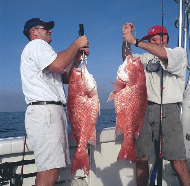 red snapper red snapper