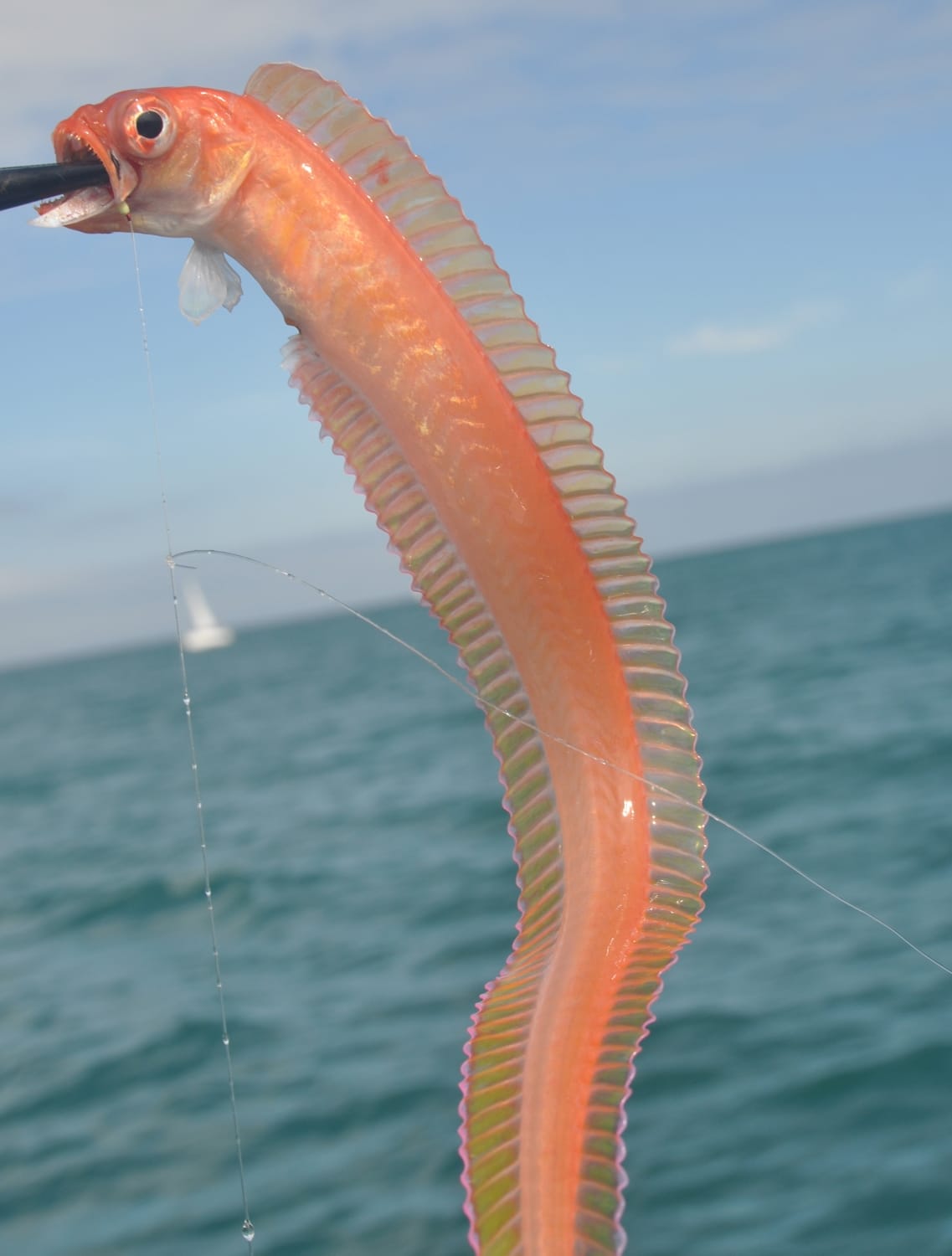 Gorgeous Swallowtails and Other Strange Fishes From the Deep | Sport ...