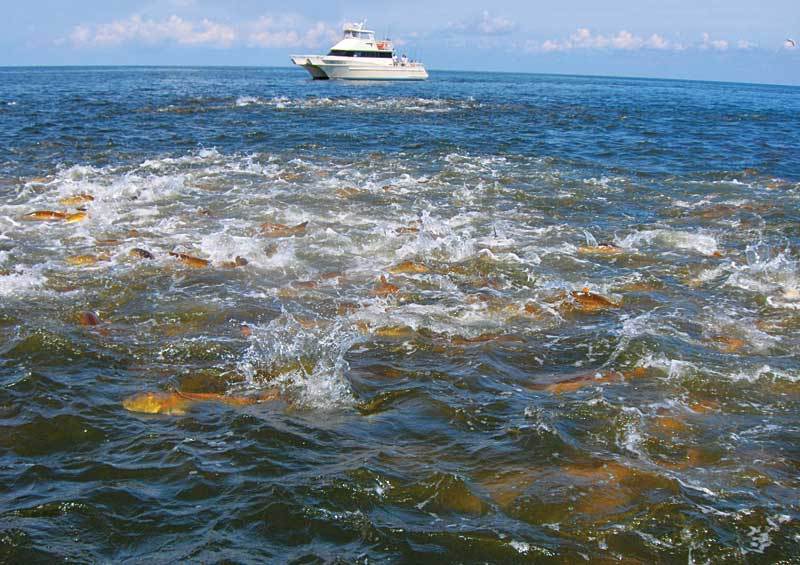 Redfish School Is In | Sport Fishing Mag