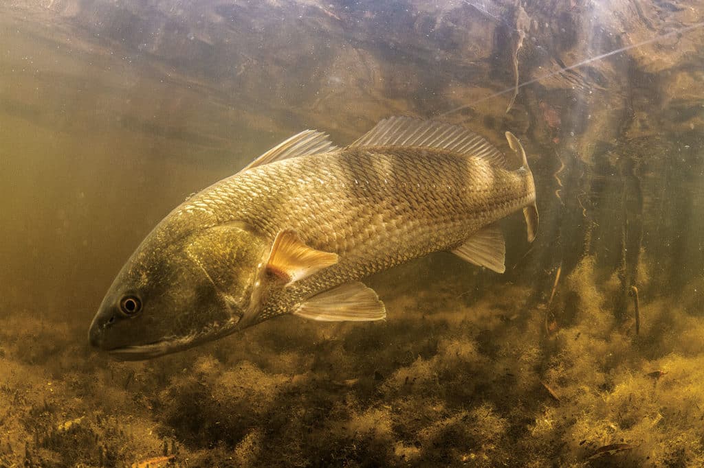 Redfish Underwater
