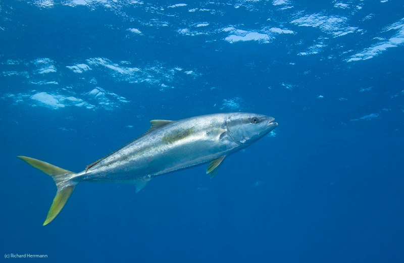 toughest game fish inshore - California yellowtail