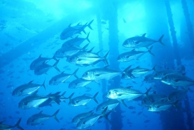 Rigs to Reefs Rigs to Reefs
