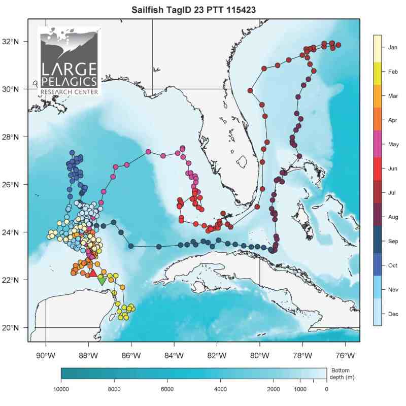 Sailfish study reveals secrets - one fish's route