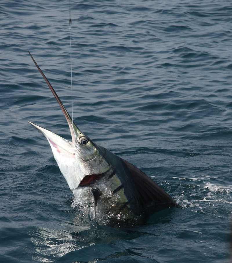 offshore slam sail offshore slam sail