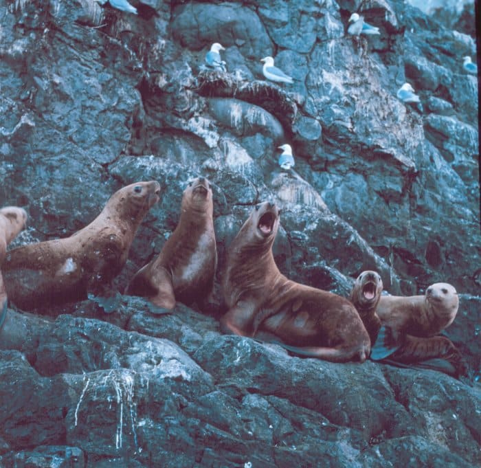 sea lions sea lions