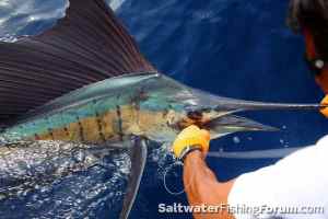 Sailfish sf photos oct125.jpg
