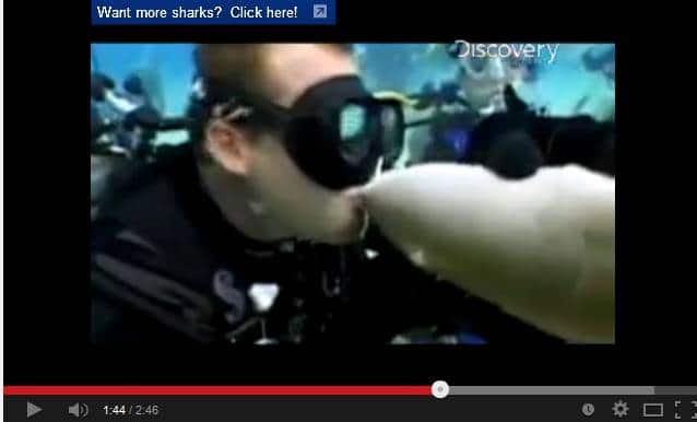 shark kiss shark kiss