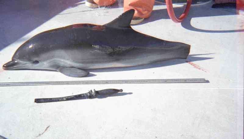 Dolphin Mutilated and Killed by a Drift Gill Net Dolphin Mutilated and Killed by a Drift Gill Net