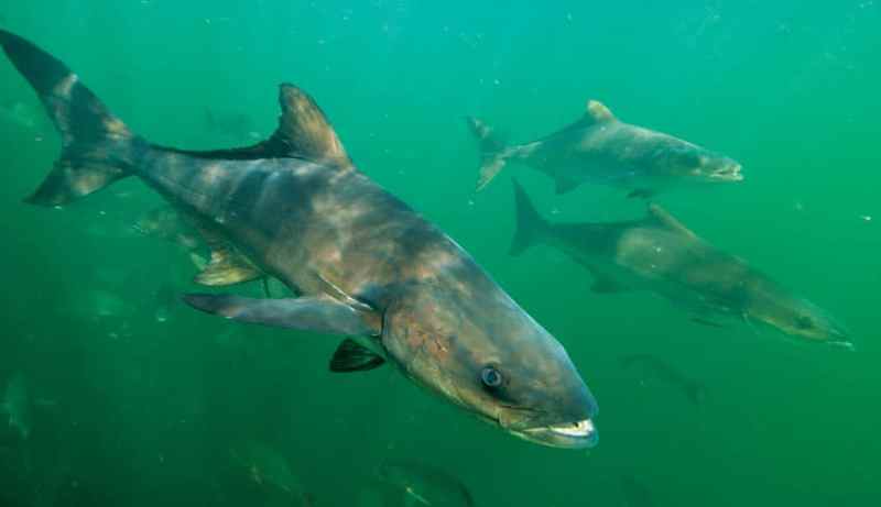 sight-fishing-cobia.jpg