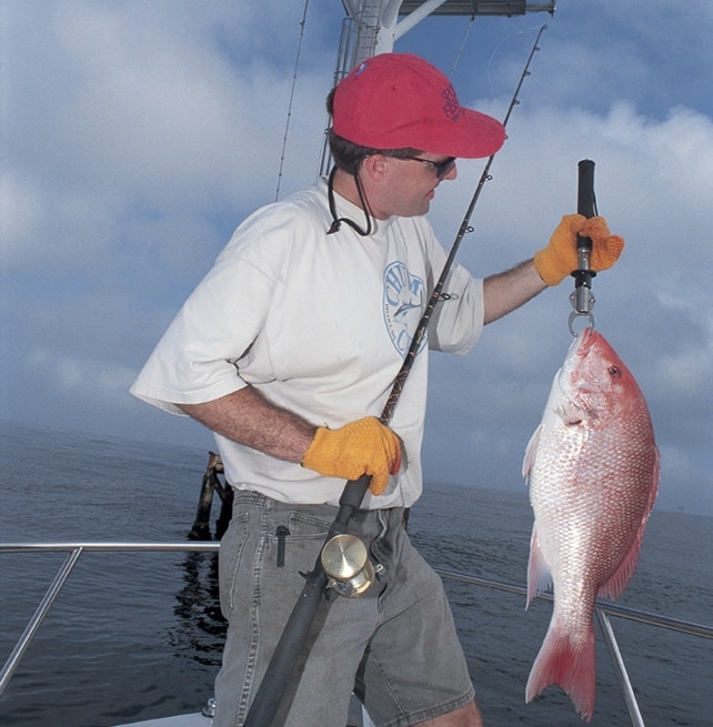 red snapper red snapper