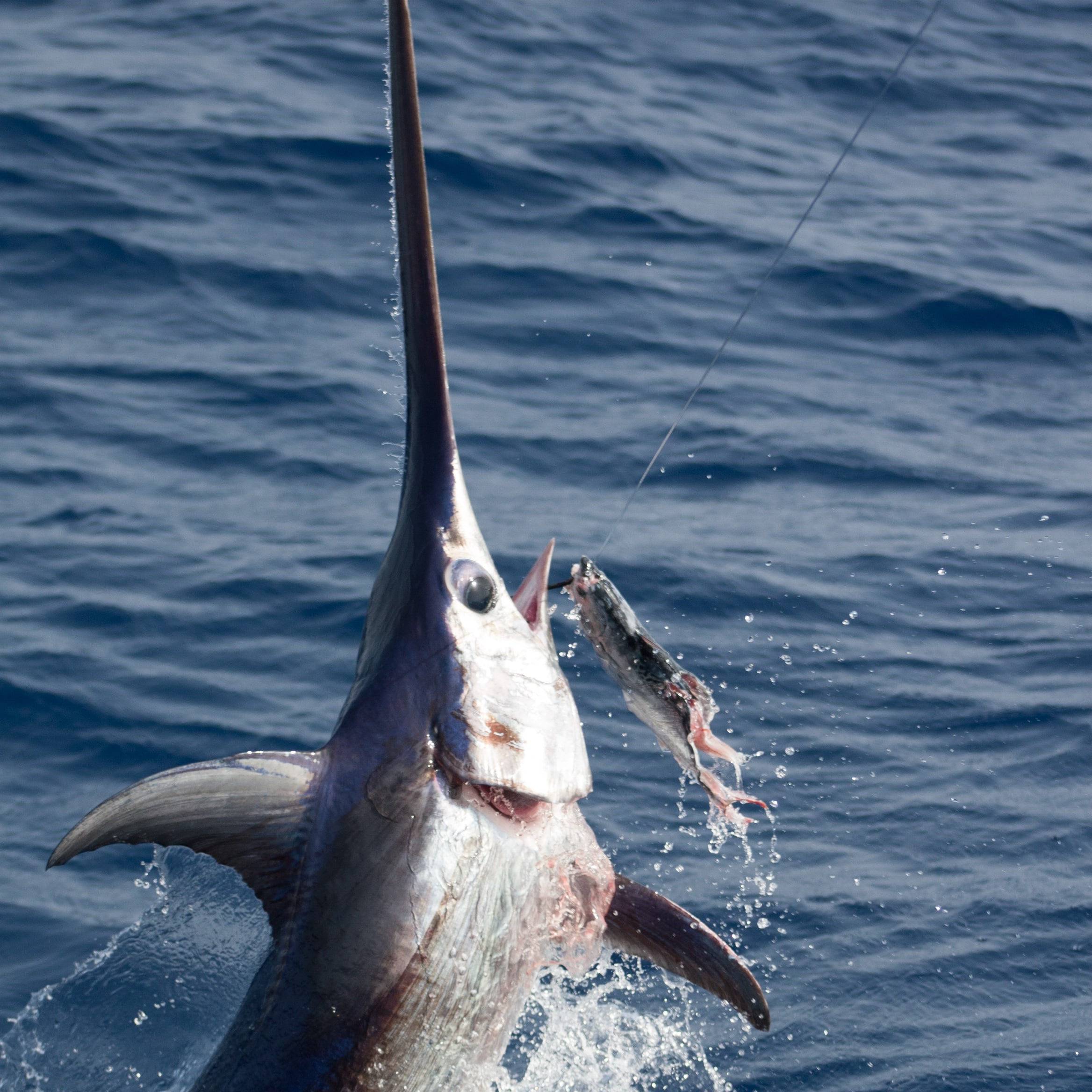 Scientists Discover New Reason for Swordfish Speed | Sport Fishing Mag