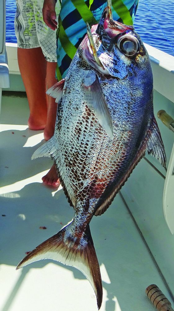 A deepwater pomfret from the Bahamas