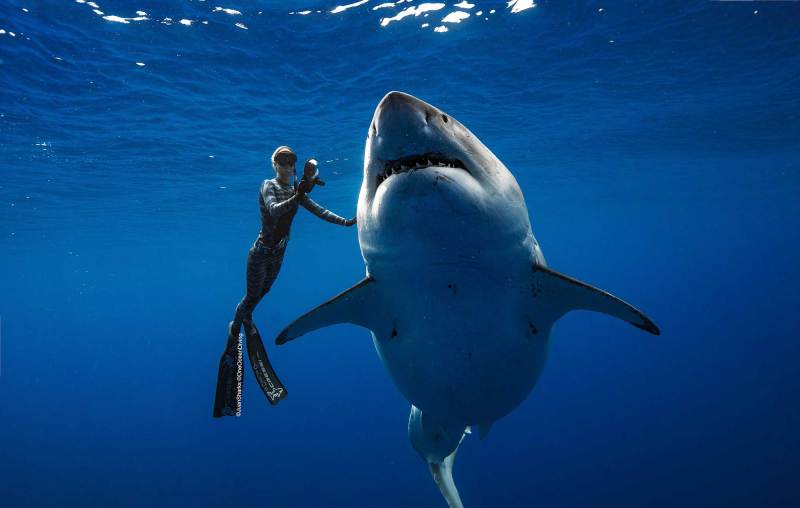 See the Largest Great White Shark Ever Filmed