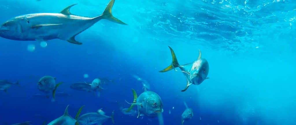 Pacific Jacks Attack!