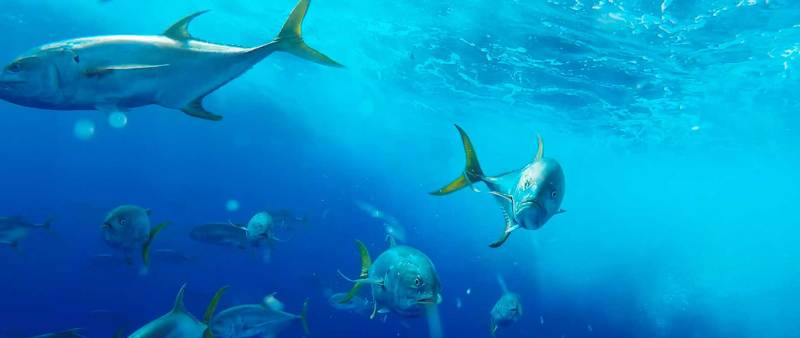 Pacific Jacks Attack!