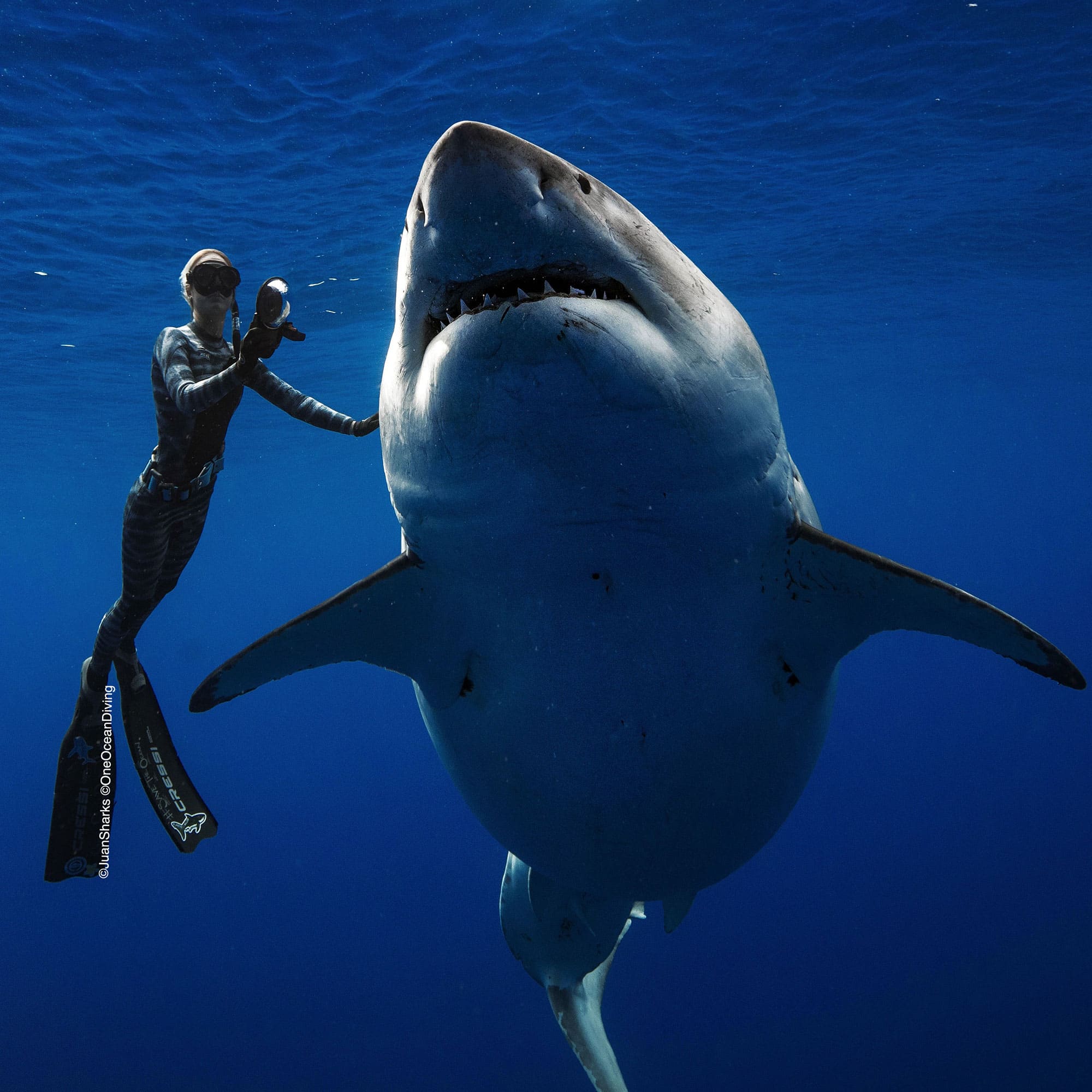 biggest shark in the world caught on video