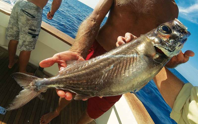 Strange Fishes From the Deep — Rare Domine and More