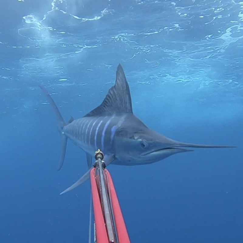 Revolutionary Way to Tag Game Fish Under Water