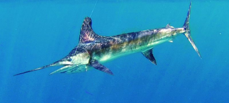 I caught the first marlin ever on a Mag Bay 33.