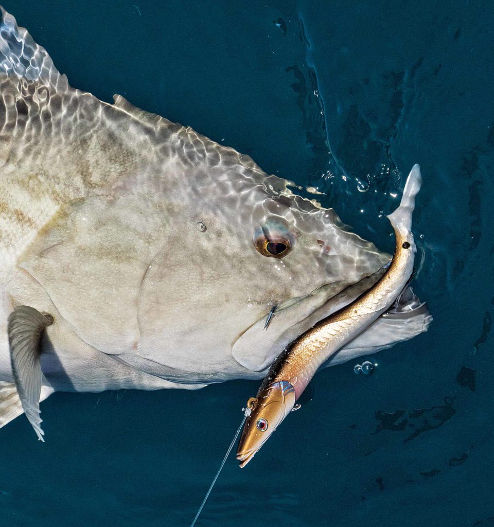 Florida Cast and Blast Adventure — Crystal River