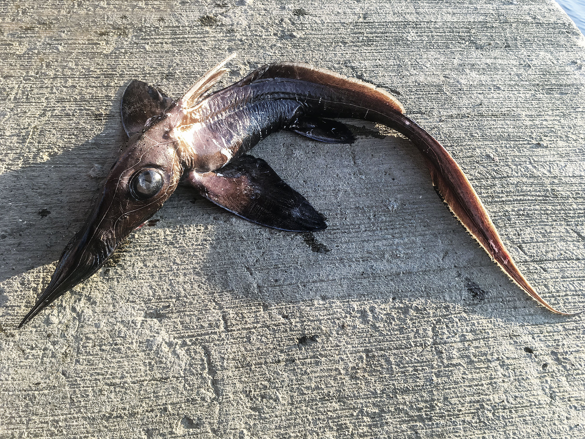 Needle Nose Flying Fish