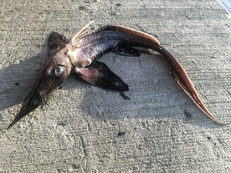 Deepwater Longnose Chimaera
