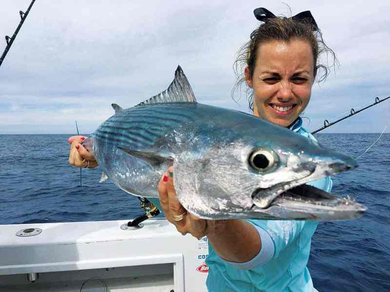 Oriental Bonito
