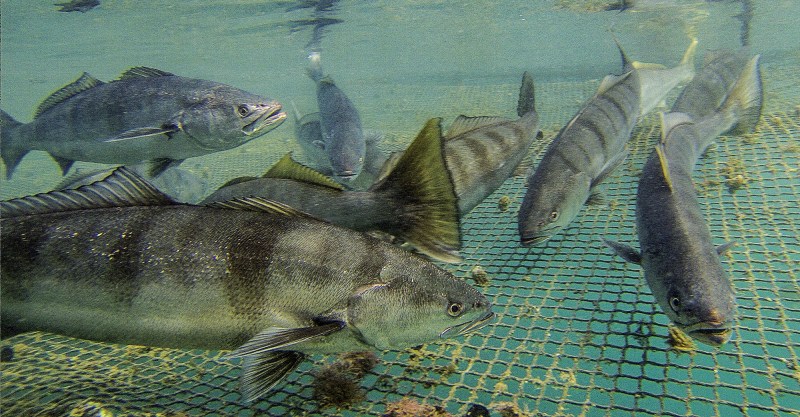 Measuring the Success of Fishery Enhancement Programs