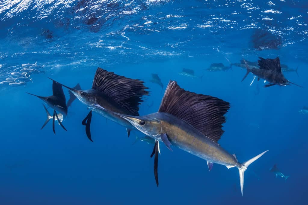 Winning Sailfish Strategies of Tourney Pros