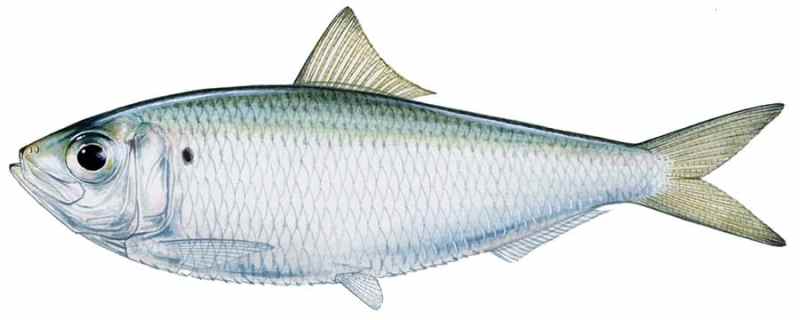 Scaled Sardine