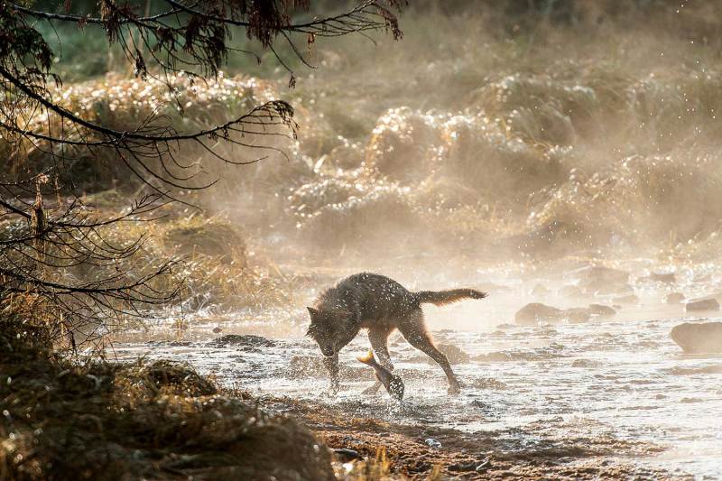 Unique pack of BC coastal wolves