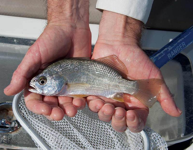A silver perch