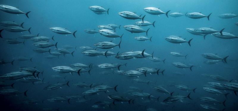 How to catch big bluefin tuna while trolling with a kite Kite Trolling for Pacific Bluefin Tuna
