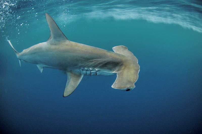 Hammerhead shark eyes
