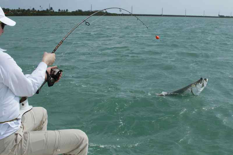 Tarpon on the hook in Key West